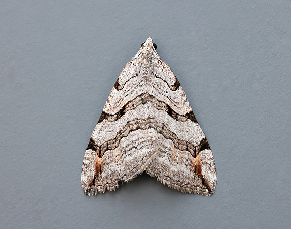 70.192 BF1867 Treble-bar Aplocera plagiata