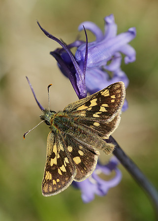 Chequered Skipper Carterocephalus palaemon