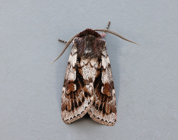 73.363 BF2125 Northern Dart Xestia alpicola