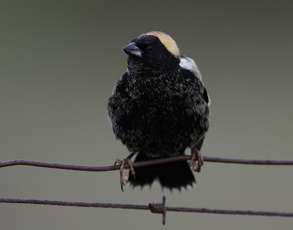Bobolink Dolichonyx oryzivorus