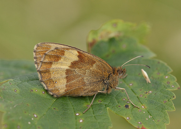 Scotch Argus Erebia aethiops