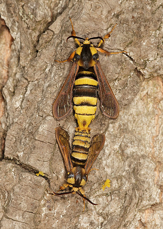 52.002 BF0370 Hornet Moth Sesia apiformis