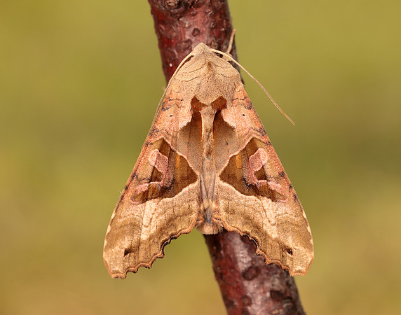 73.113 BF2306 Angle Shades Phlogophora meticulosa