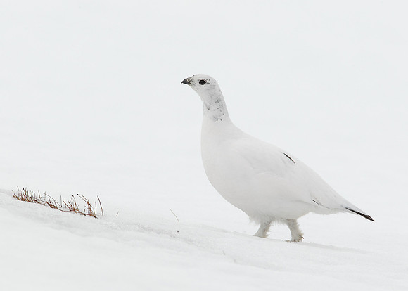 Ptarmigan Lagopus mutus