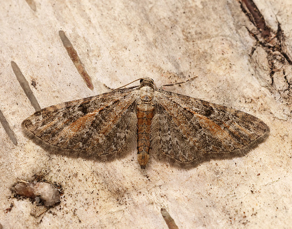 70.187 BF1838 Tawny Speckled Pug Eupithecia icterata