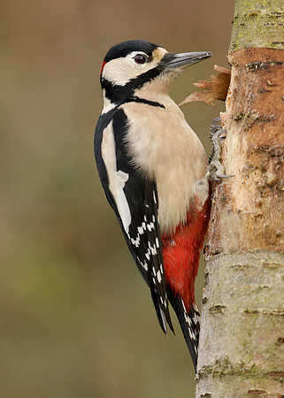 Great Spotted Woodpecker Dendrocopus major