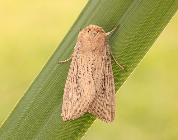 73.302 BF2204 Obscure Wainscot Leucania obsoleta