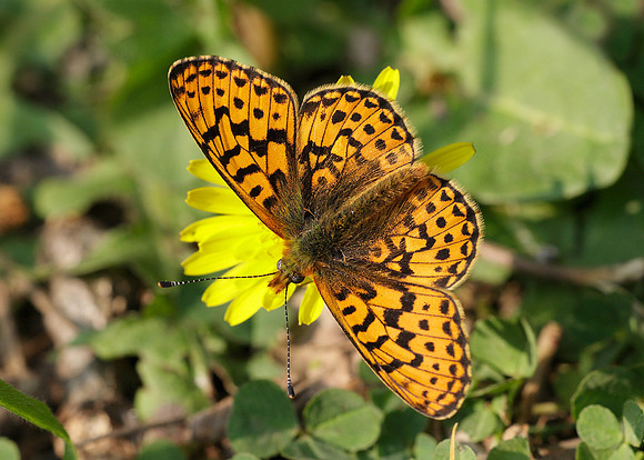 Pearl-Bordered Fritillary Boloria euphrosyne