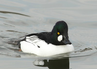 Goldeneye Bucephala clangula