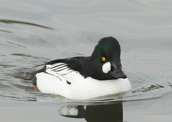 Goldeneye Bucephala clangula