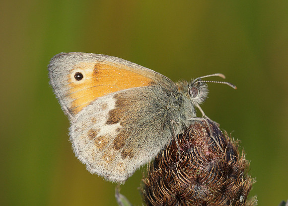 Small Heath Coenonympha pamphilus