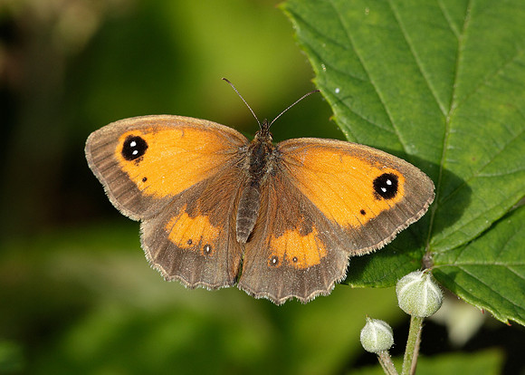Gatekeeper Pyronia tithonus