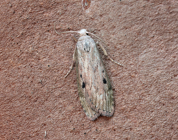 62.001 BF1428 Bee Moth Aphomia sociella