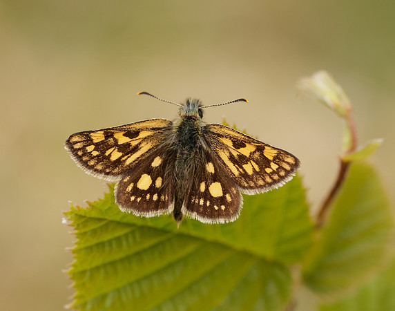 Chequered Skipper Carterocephalus palaemon