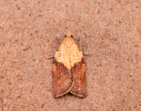 49.039 BF998 Light Brown Apple Moth Epiphyas postvittana