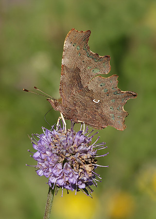 Comma Polygonia c-album