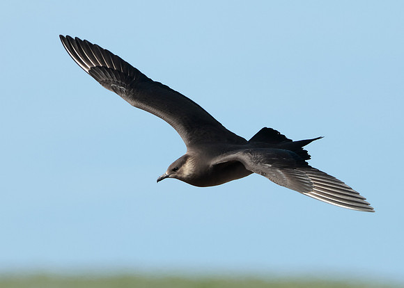Arctic Skua Stercorarius parasiticus