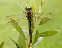 Northern Emerald Somatochlora arctica