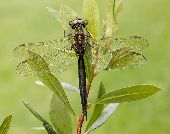 Northern Emerald Somatochlora arctica