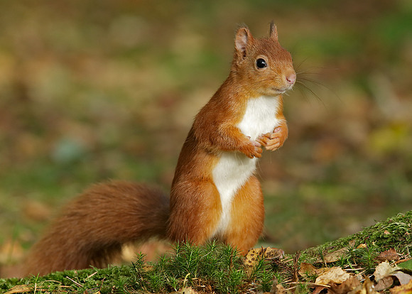 Red Squirrel Sciurus vulgaris