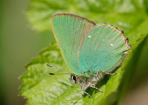 Green Hairstreak Callophrys rubi