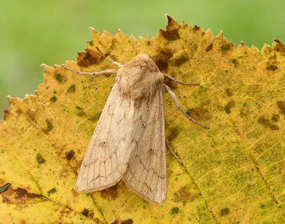 73.295 BF2195 Delicate Mythimna vitellina