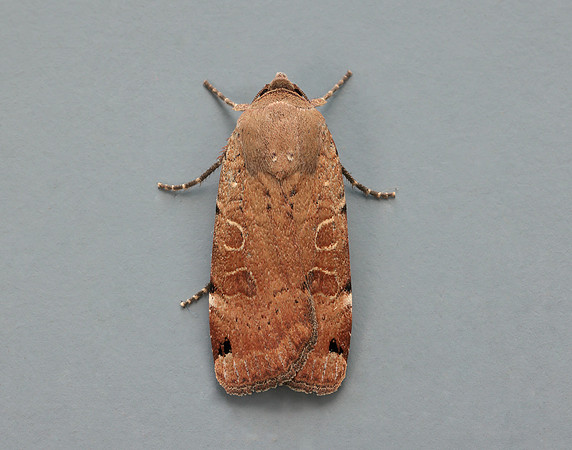 73.344 BF2108 Lunar Yellow Underwing Noctua orbona