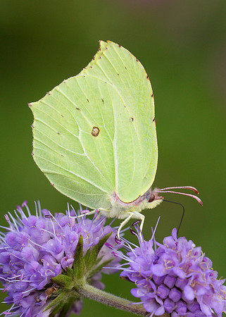 Brimstone Gonepteryx rhamni