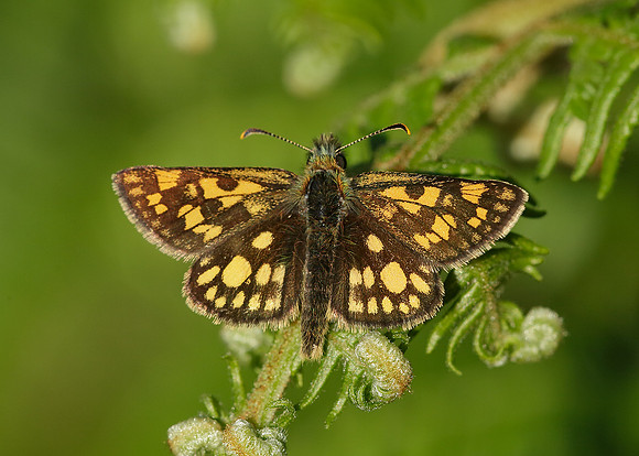 Chequered Skipper Carterocephalus palaemon
