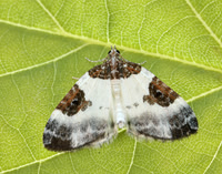 0.084 BF1766 Blue-bordered Carpet Plemyria rubiginata