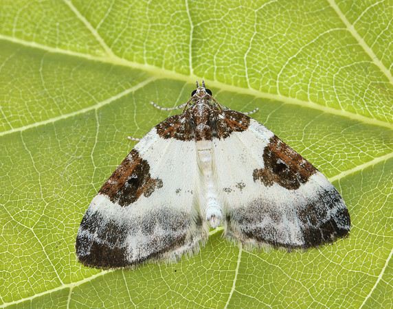 70.084 BF1766 Blue-bordered Carpet Plemyria rubiginata