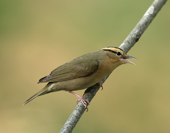 Worm-eating Warbler Helmitheros vermivorum