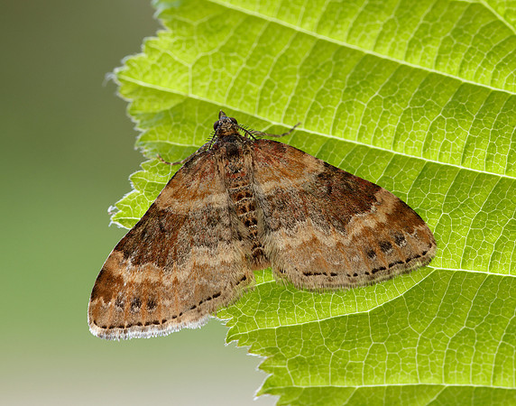 70.051 BF1724 Red Twin-spot Carpet Xanthorhoe spadicearia