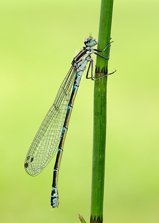 Variable Damselfly Coenagrion pulchellum