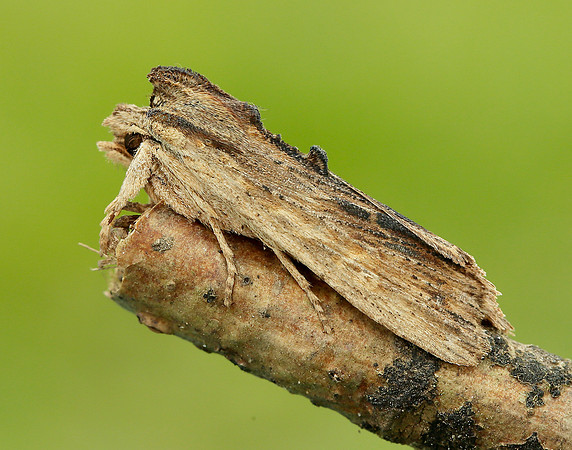 73.200 2235 Tawny Pinion Lithophane semibrunnea