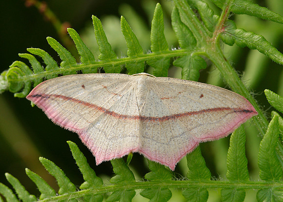 70.029 BF1682 Blood Vein Timandra comae