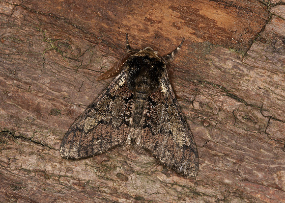 70.251 BF1930 Oak Beauty Biston strataria
