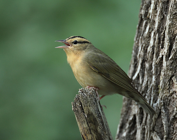Worm-eating Warbler Helmitheros vermivorum
