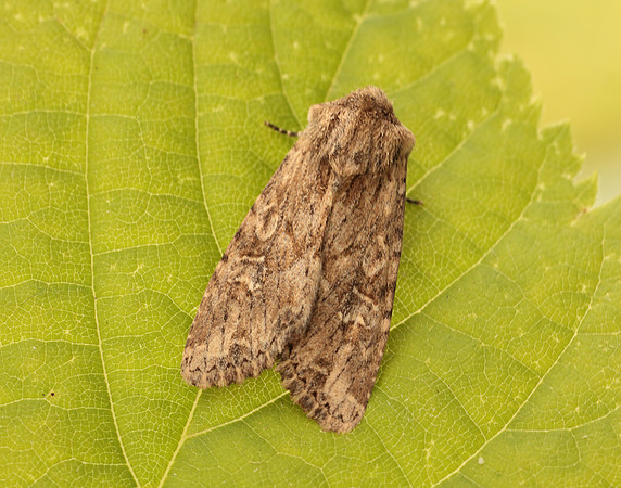 73.157 BF2333 Large Nutmeg Apamea anceps