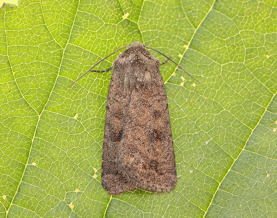 73.092 BF2387 Mottled Rustic Caradrina morpheus