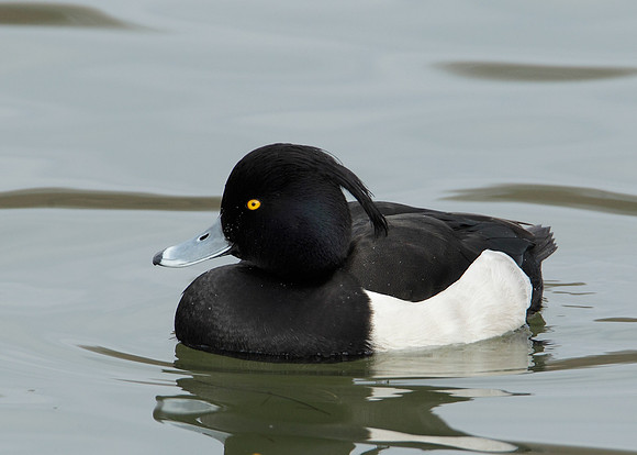 Tufted Duck Aythya fuligula