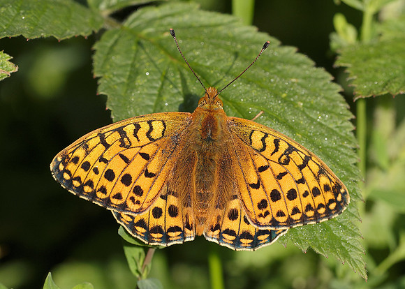 Dark Green fritillary Argynnis aglaja