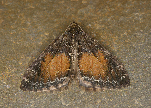 70.097 BF1764 Common Marbled Carpet Chloroclysta truncata