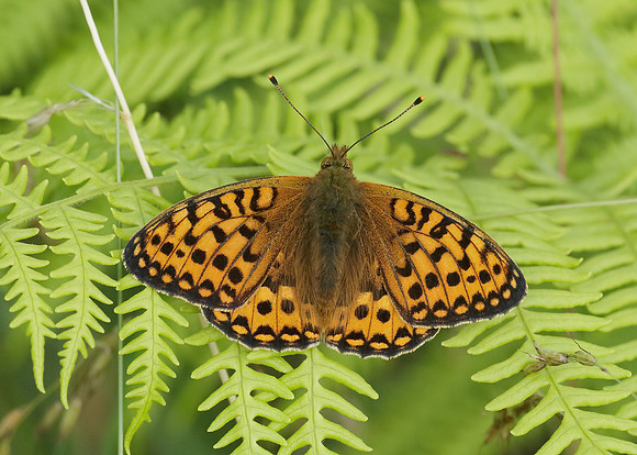 High Brown Fritillary Argynnis adippe