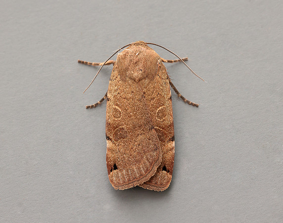73.344 BF2108 Lunar Yellow Underwing Noctua orbona