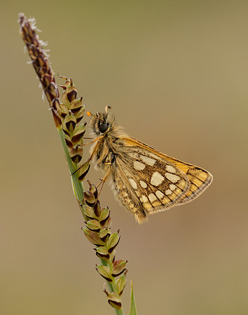 Chequered Skipper Carterocephalus palaemon