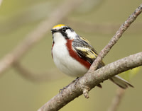 Chestnut-sided Warbler Setophaga pensylvanica