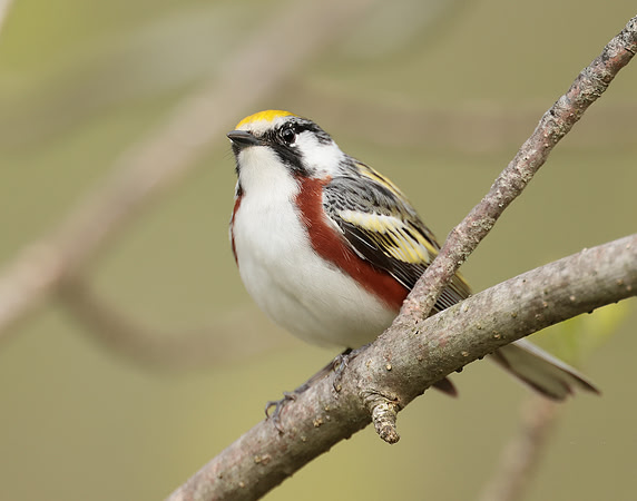 Chestnut-sided Warbler Setophaga pensylvanica
