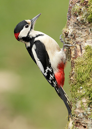Great Spotted Woodpecker Dendrocopus major