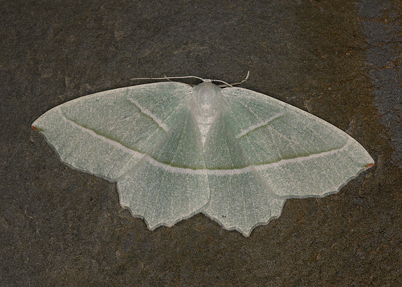 70.283 BF1961 Light Emerald Campaea margaritata